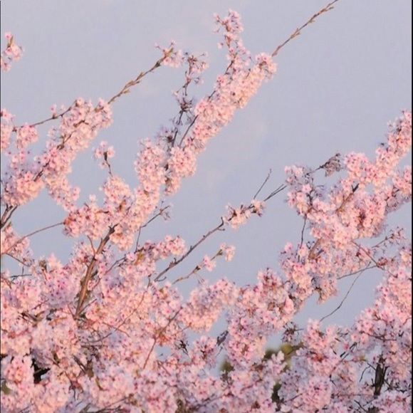 Meet your Posher, Isabela - Picture 1 of 1